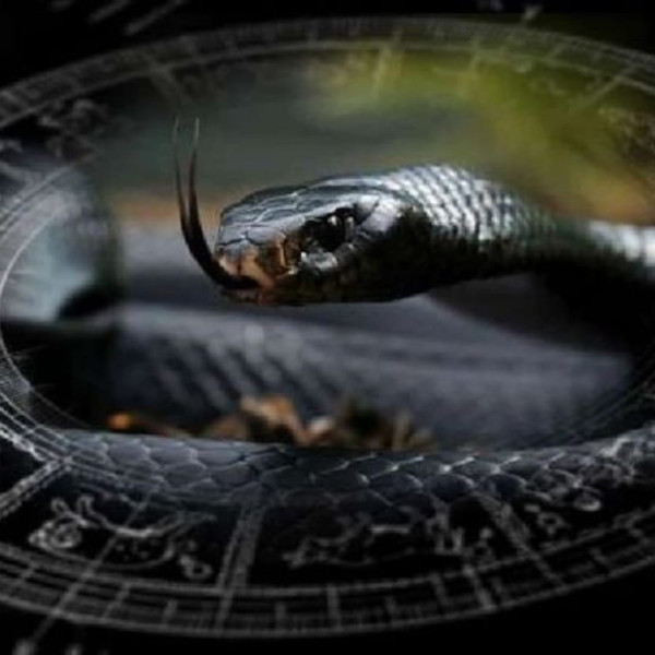 Nadi Dosh Puja / Kaal Sarp Shanti (if indicated in Kundli)